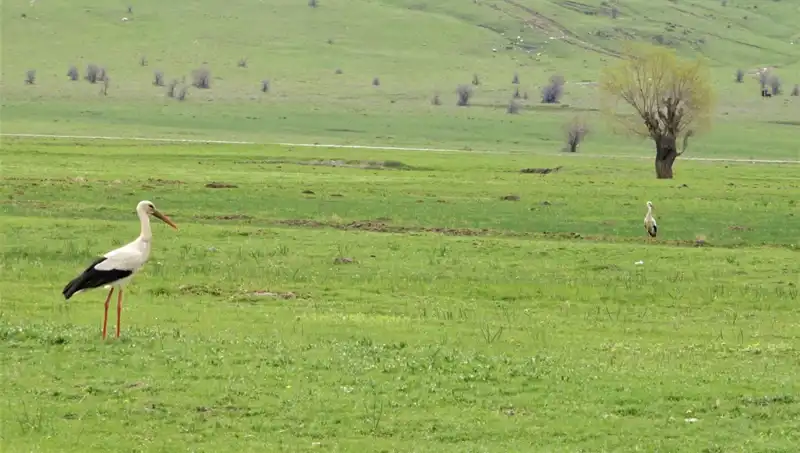 Leyleklerin Muş Ovası'na Dönüşü: Doğa Mucizesi ve Yerel Etkileri