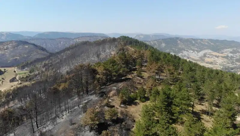 Bolu'da 5 Milyondan Fazla Fidan Toprakla Buluşuyor: Yeşil Gelecek İçin Büyük Adım