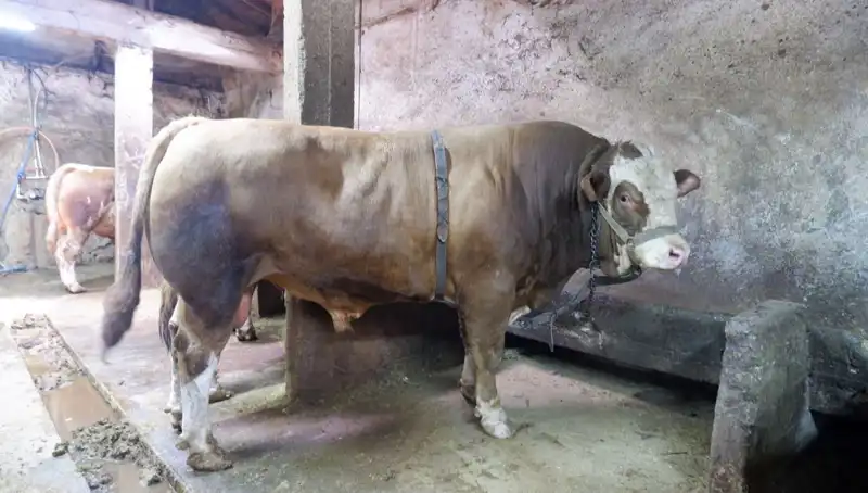 1 Ton 200 Kilo Ağırlığında Eşsiz Fırsat: Alıcıyı Nasıl Buldu?