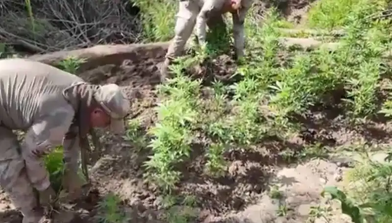 Diyarbakır'da Tarihi Kenevir ve Skunk Ele Geçirildi!