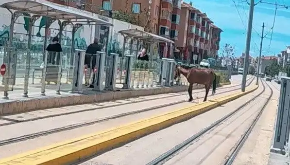 Eskişehir'de Tramvay Raylarında Başını Boş Gezen At, Sokakları Terk Etti
