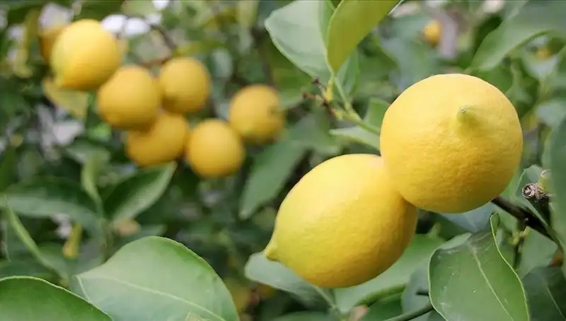 Limon Fiyatları Ateş Pahası: Çiftçiler ve Tüketiciler Ne Yapacak?