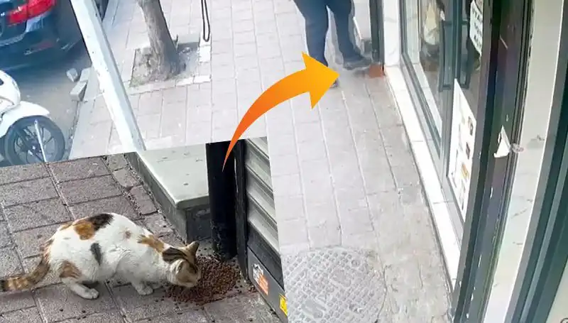 Kedilerin Mamalarını Dağıtıp Kaçan Gizemli Canlı Kim?