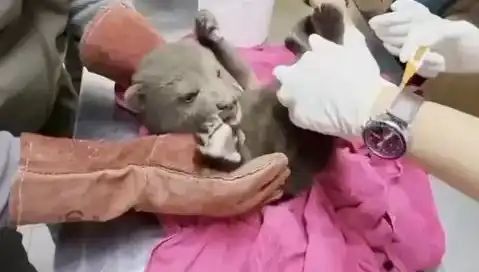 Karabük’te Doğaya Dönmeye Hazır Sevimli Yavru Bozayı Bulundu