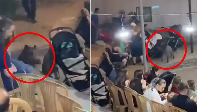 Yaban Domuzu Düğün Alanına Daldı, Misafirler Şaşkınlık İçinde Kaldı!