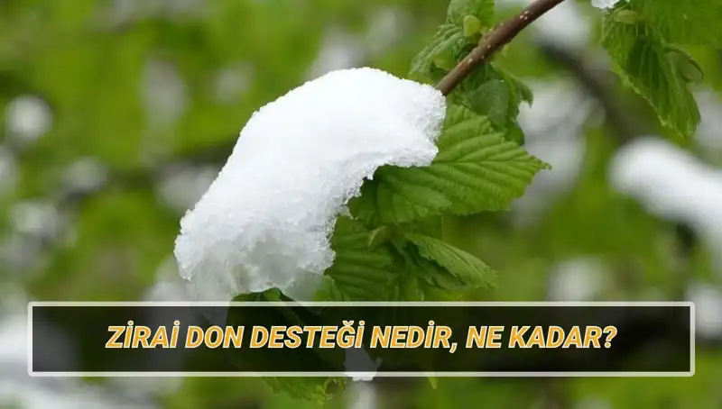 Zirai Don Desteği 2023: Hangi İllere ve Ne Kadar Yardım Yapılacak?