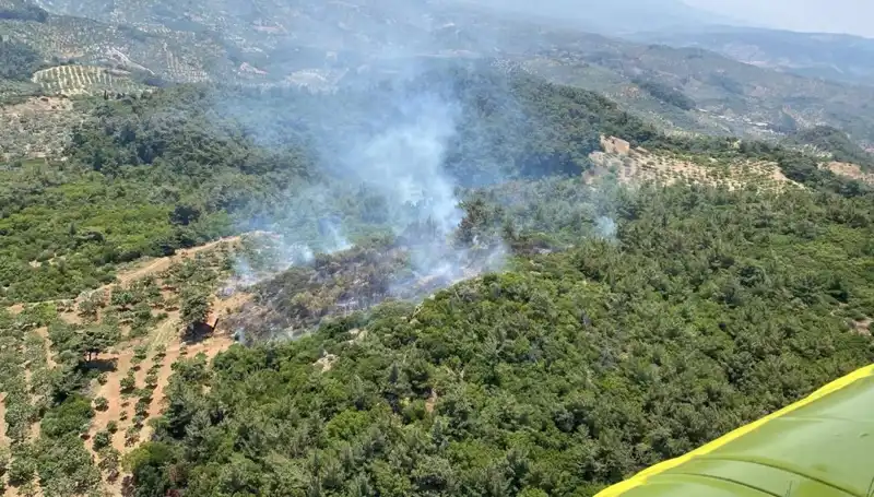 Aydın’da Korkutan Orman Yangını: Doğa ve Canlılar Tehlikede