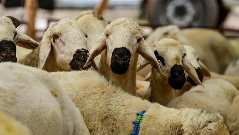 Bayram Tatili Tartışmaları: Kurban Bayramı Ne Zaman ve Süresi Ne Olacak?