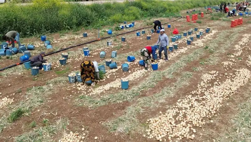 Soğan Hasadı Başladı: Fiyatlar Tüm Zamanların En Düşük Seviyesinde!