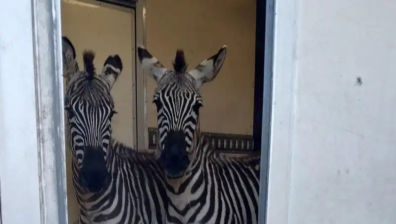Sınırda Durdurulan Minibüste Şaşırtan Hayvanlar: 2 Zebra, 6 Maymun ve Daha Fazlası!