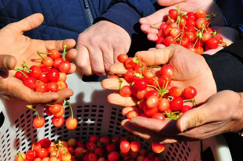 İlk Hasat Başarıyla Gerçekleşti: Kilogramı 3.500 TL'den Satışa Çıktı