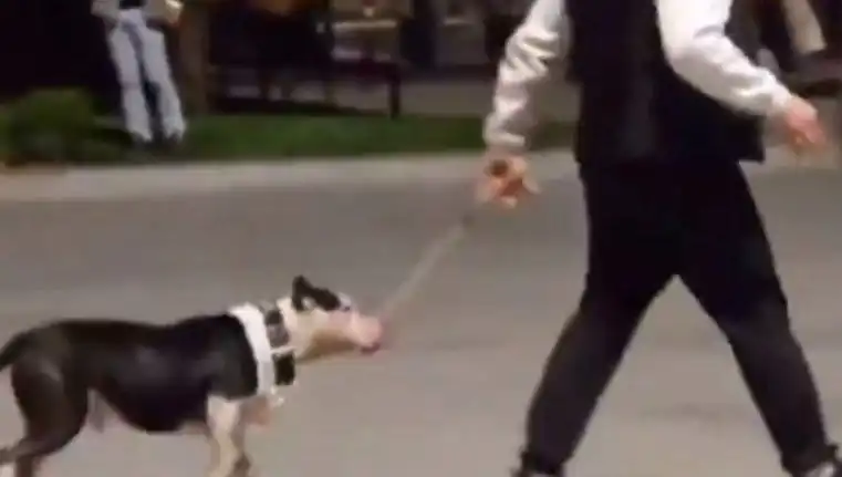 Ağızlıksız Pitbull’un Saldırısı: Sahibine Beklenmedik Ceza Geldi