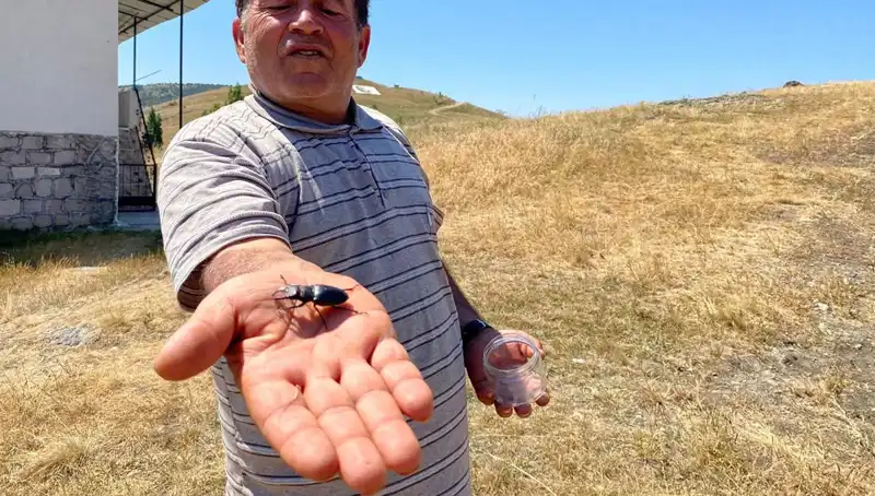 Sivas’ta Görülen Tuhaf Böceğin Ölümü 557 Bin TL Cezayı Beraberinde Getiriyor