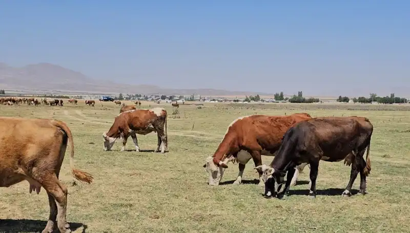 Arin Gölü Kurudu: Bölgedeki Su Sorunu Ciddi Boyutlara Ulaştı