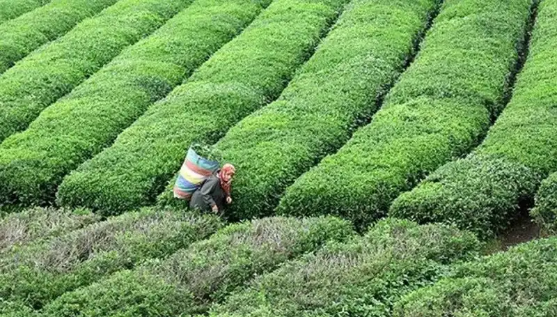 ÇAYKUR, Bayramda da Yaş Çay Alımlarını Sürdürecek!