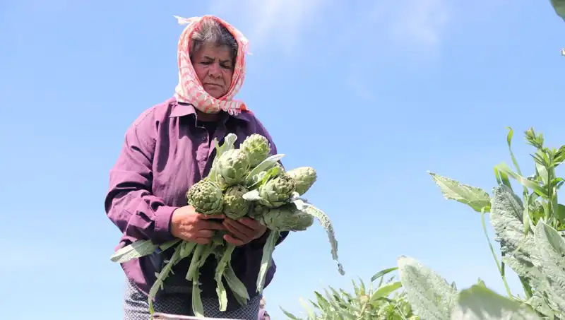 Tarladan Sofraya: Çiftçilerden Tezgahlara Ulaşan Fiyatlar Şaşırtıyor!
