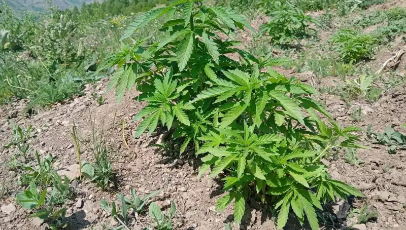 Bingöl'de Kaçak Tütün ve Kenevir Operasyonunda Gözaltılar!
