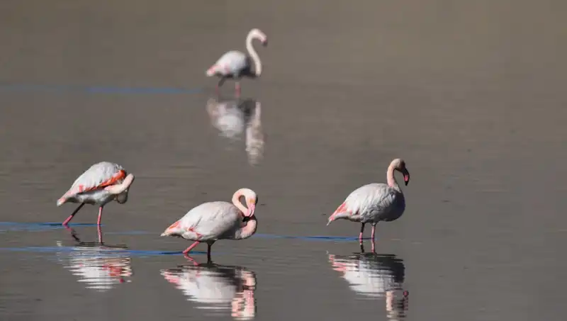 Kuraklık Kuş Cenneti Flamingoları Nasıl Etkiledi?