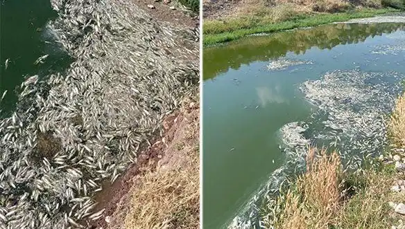 Karasu Çayı'nda Neden Balık Ölümleri Gerçekleşiyor? İnceleme Sonuçları Açıklanıyor