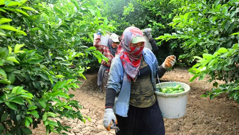 Marketlerde Kilosu 150 Lirayı Aşan Ürünlerin Fiyatı Düşüyor: Yeni Hasat Başladı