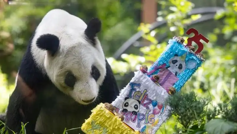 Dev Panda Xin Xin, 35. Yaşını Kutlarken Duygusal Anlar Yaşandı