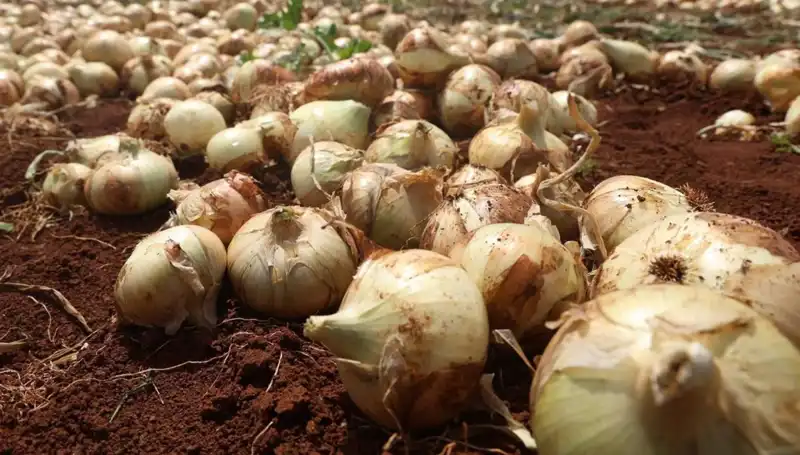 Hatay'da Soğan Hasadı Başladı: Çiftçiler Rekolte ile Seviniyor!
