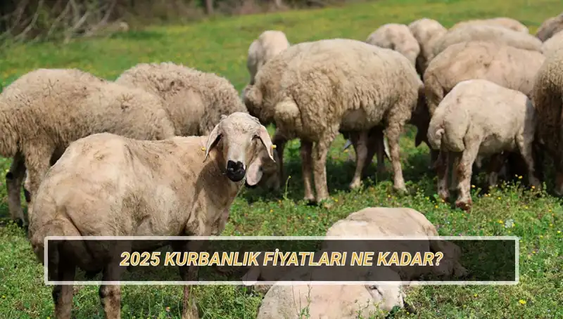 2025 Kurbanlık Fiyatları: Büyükbaş ve Küçükbaş Kurbanlar Ne Kadar Olacak?