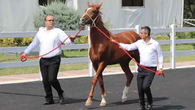 Rekor "Taşkın Kral": Doğanın Gücü ve İnsan Üzerindeki Etkisi