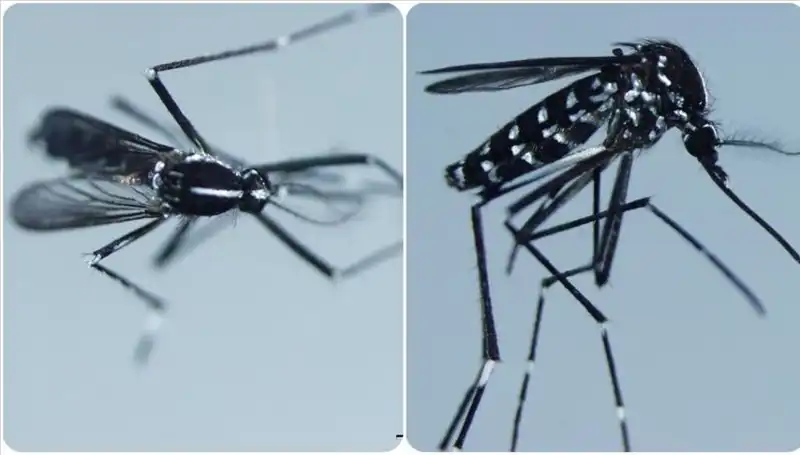 Chikungunya Virüsü Nedir? Belirtileri ve Görüldüğü Ülkeler Hakkında Bilgi
