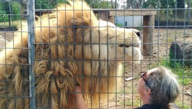 Avustralya'da Aslan Saldırısı: Kafesin İçinden Kadının Kolunu Kaptı!